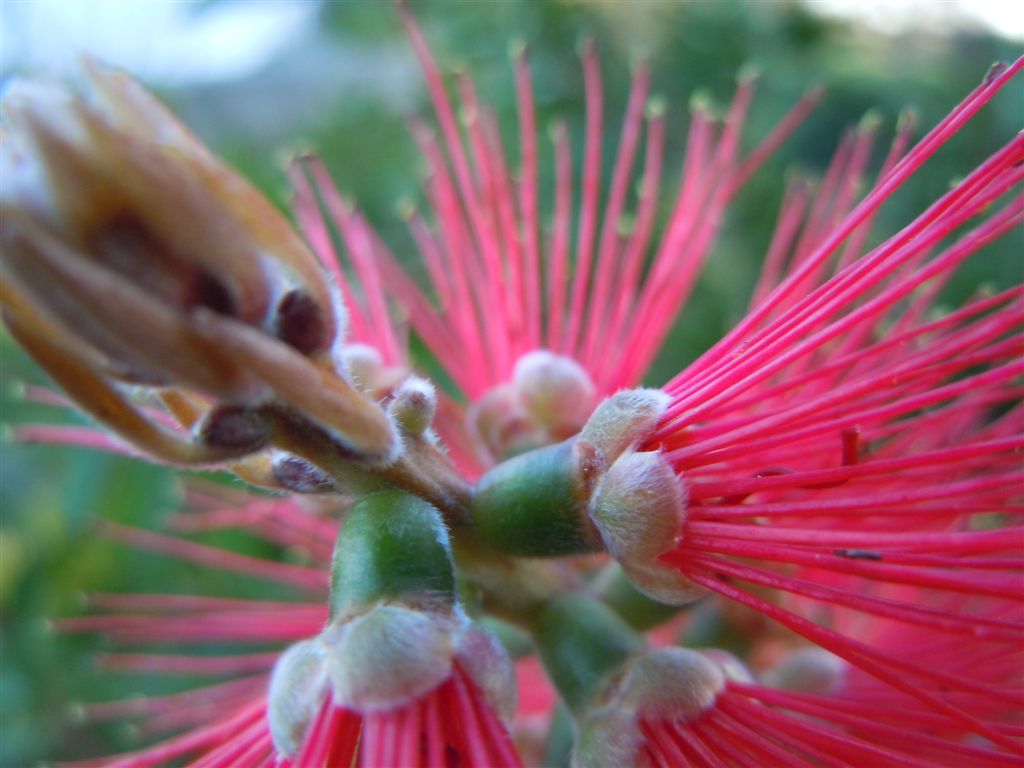 Callistemon speciosus